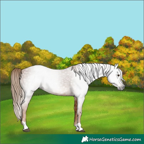 Horse Color:Gray Chestnut 