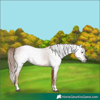 Horse Color:Gray Chestnut 