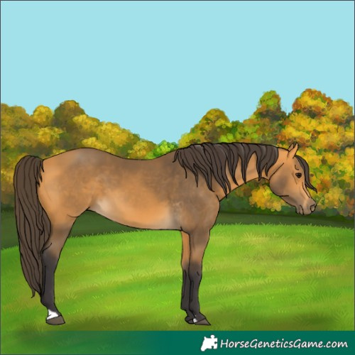 Horse Color:Buckskin 
