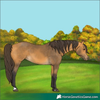 Horse Color:Buckskin 
