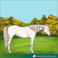 Horse Color:Perlino Roan 