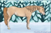 Horse Color:Gold Champagne 