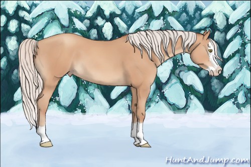 Horse Color:Silver Amber Champagne Splash 