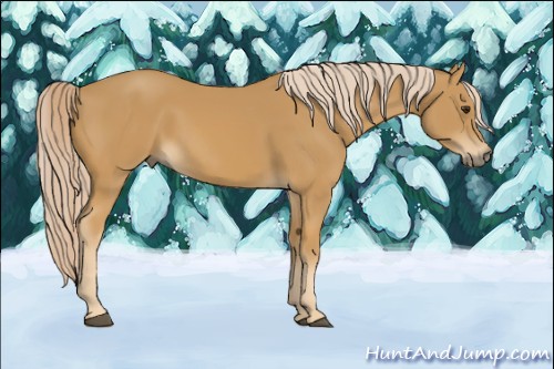Horse Color:Palomino 