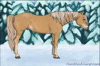 Horse Color:Palomino