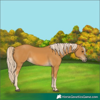 Horse Color:Palomino 