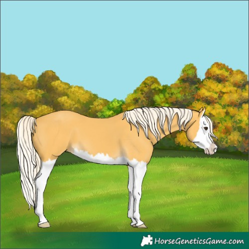 Horse Color:Palomino Splash 