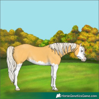 Horse Color:Palomino Splash