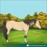 Horse Color:Buckskin Sabino 