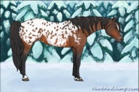 Horse Color:Bay Sabino Appaloosa 