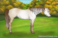 Horse Color:Gray Red Dun 
