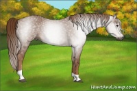 Horse Color:Gray Chestnut Tobiano