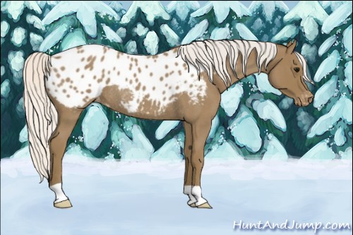 Horse Color:Silver Smoky Blue Roan Appaloosa Rabicano 