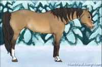 Horse Color:Buckskin Dun Sabino 
