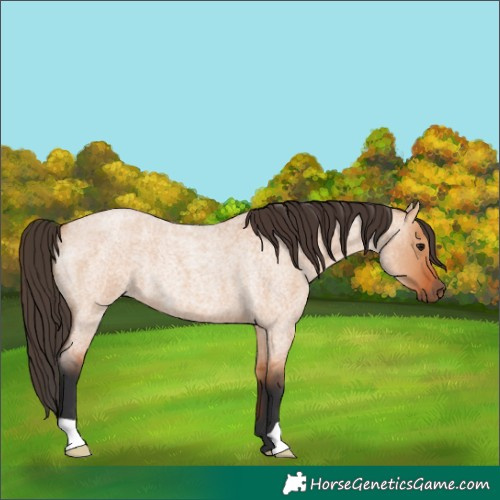 Horse Color:Bay Roan Dun Rabicano 