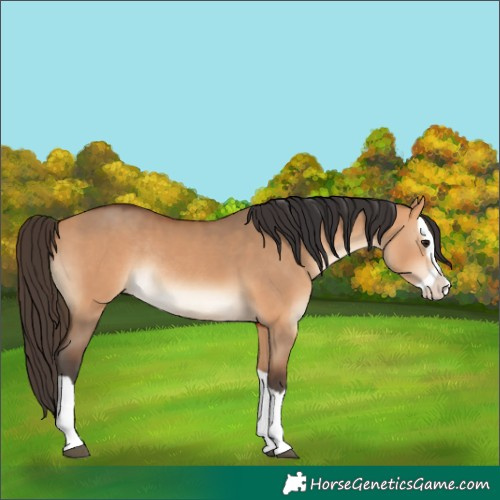 Horse Color:Bay Dun Splash Rabicano 