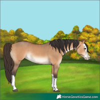 Horse Color:Bay Dun Splash Rabicano 