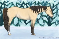 Horse Color:Buckskin Dun Rabicano