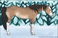 Horse Color:Bay Dun Splash Rabicano 