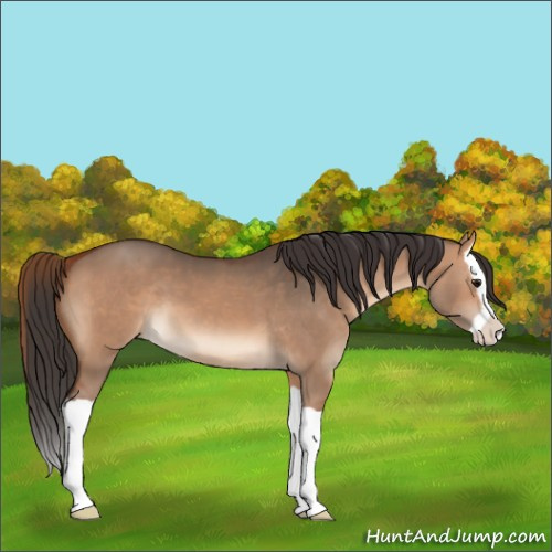 Horse Color:Bay Dun Splash 