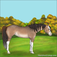 Horse Color:Bay Dun Splash 
