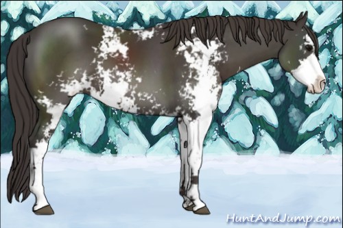 Horse Color:Smoky Black Sabino