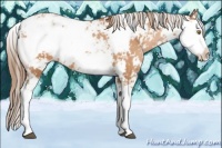 Horse Color:Brown Pearl Sabino 