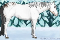 Horse Color:White Spotted Brown