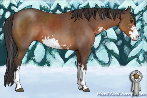 Horse Color:Bay Sabino 