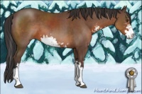 Horse Color:Bay Sabino 