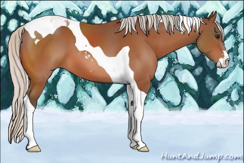 Horse Color:Silver Bay Sabino Tobiano 