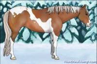 Horse Color:Silver Bay Sabino Tobiano
