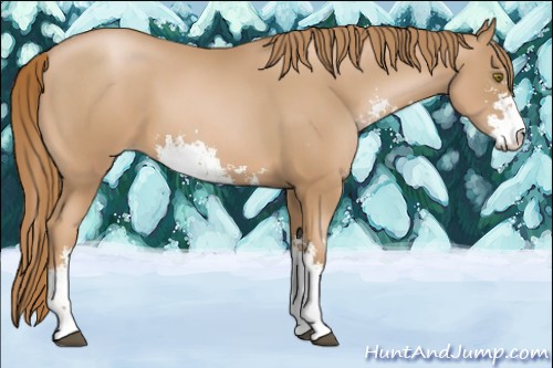 Horse Color:Chestnut Pearl Sabino 