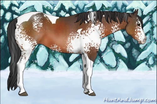 Horse Color:White Spotted Brown Tobiano