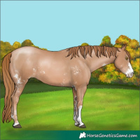 Horse Color:Chestnut Pearl Sabino Rabicano