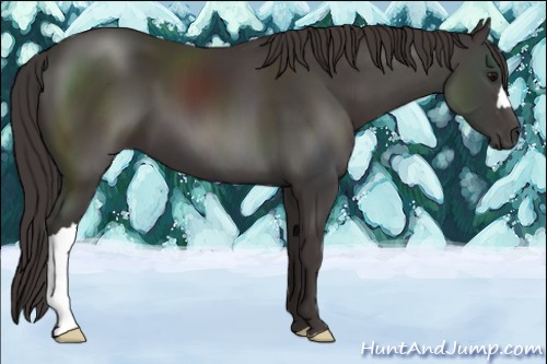 Horse Color:Smoky Black 