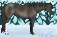 Horse Color:Smoky Black 