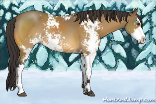 Horse Color:Buckskin Sabino Rabicano