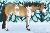 Horse Color:Buckskin Sabino Rabicano 