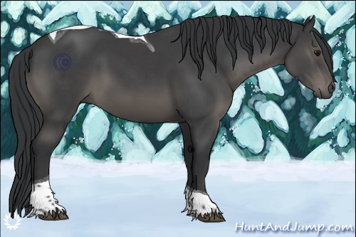 Horse Color:Black Tobiano