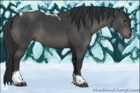Horse Color:Black Tobiano 