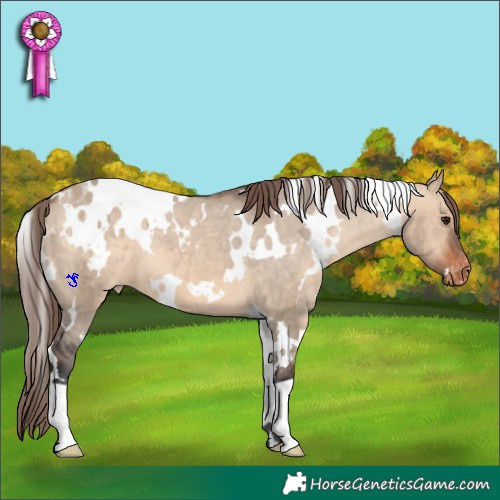 Horse Color:White Spotted Bay Dun Appaloosa