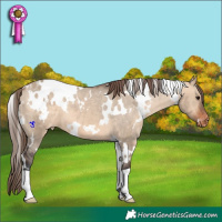Horse Color:White Spotted Bay Dun Appaloosa 