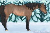 Horse Color:Bay Rabicano 