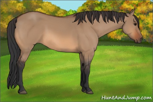Horse Color:Bay Dun 