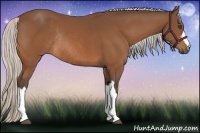 Horse Color:Silver Bay Rabicano