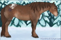 Horse Color:Liver Chestnut Sabino Appaloosa 