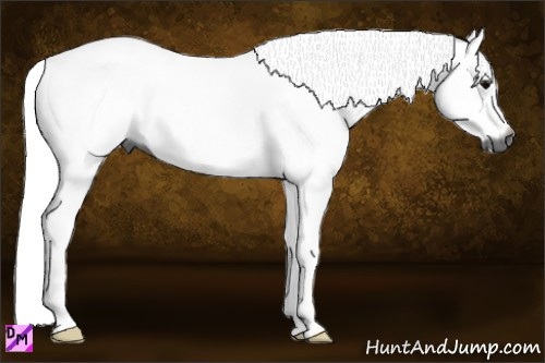 Horse Color:Gray Black 