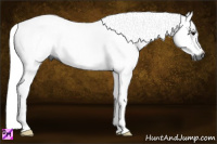 Horse Color:Gray Black 