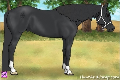 Horse Color:Black 